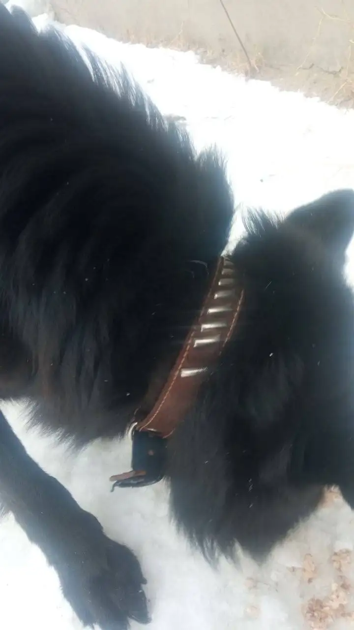 Потерян черный кот Ральф в Саратове - Потерянные животные (Животные) в Саратов