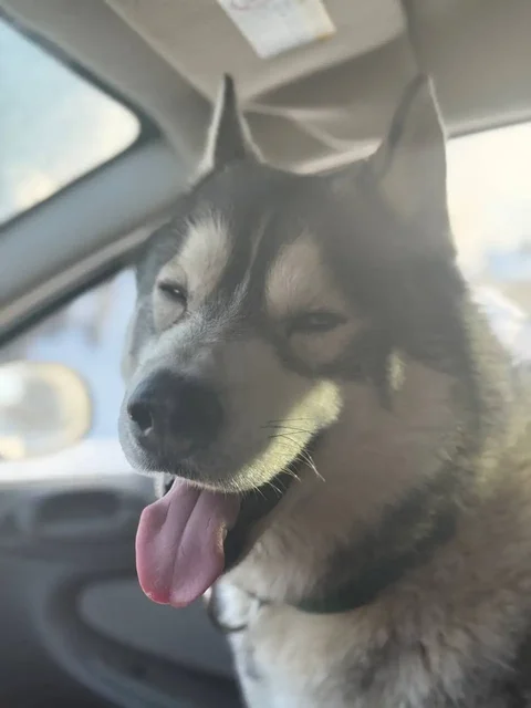 Потерялся хаски по кличке Дей в Саратове - частное объявление в Саратов