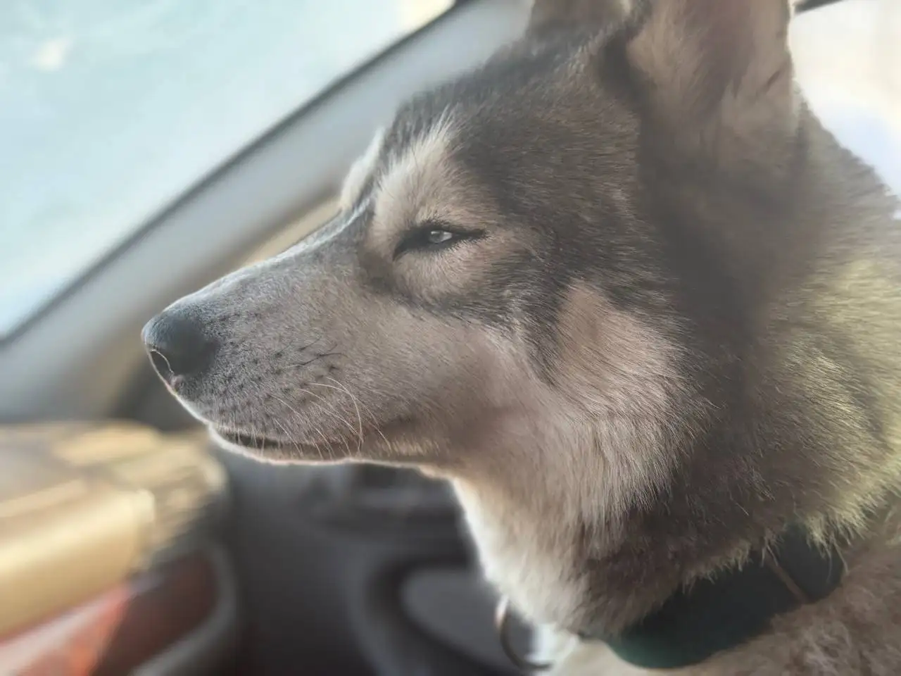 Потерялся хаски по кличке Дей в Саратове - Собаки (Животные) в Саратов