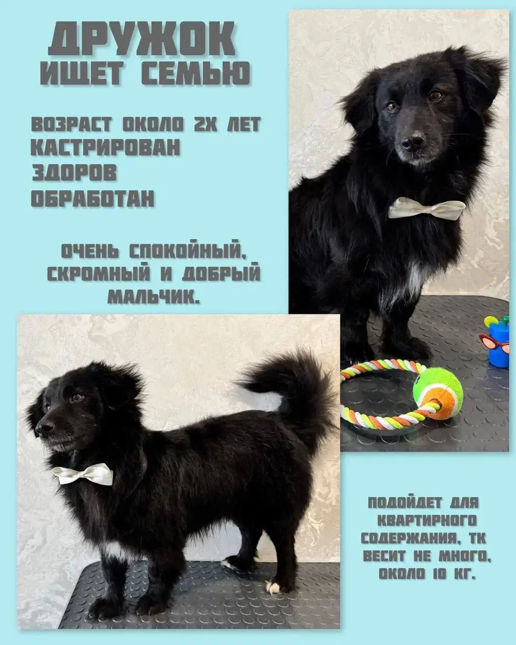 Пристройство Дружка в Саратове - Животные в Саратов