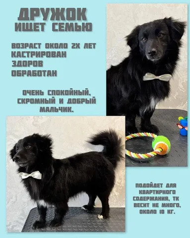 Пристройство Дружка в Саратове - частное объявление в Саратов