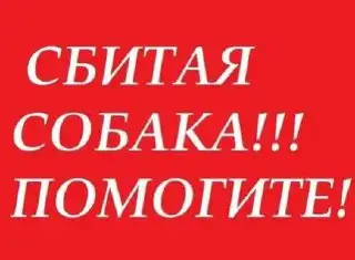 Сбили собаку на Московском шоссе в Саратове - Собаки (Животные) в Саратов