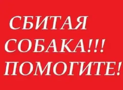 Сбили собаку на Московском шоссе в Саратове - частное объявление в Саратов