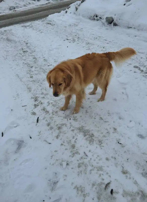 Потерянный рыжий кот в Юбилейном районе - Кошки (Животные) в Саратов