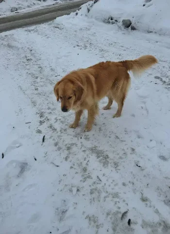 Потерянный рыжий кот в Юбилейном районе - частное объявление в Саратов
