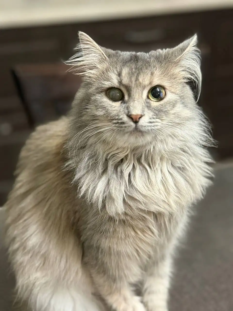 Сбор на передержку кошки Бони - частное объявление в Саратов