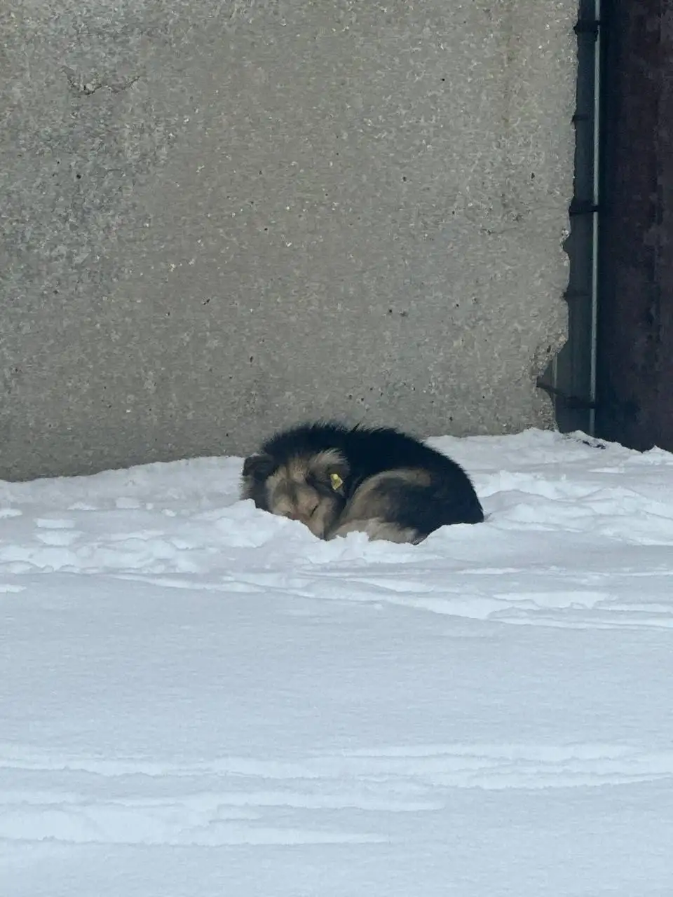 Срочно: две собаки замерзают на улице в Энгельсе - Собаки (Животные) в Энгельс