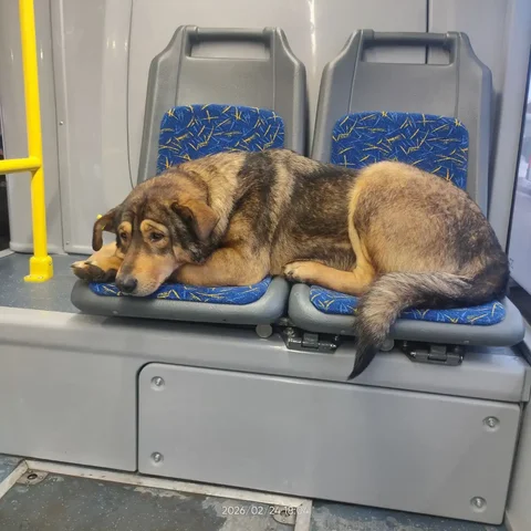 Потерянное животное на автобусной остановке - частное объявление в Саратов