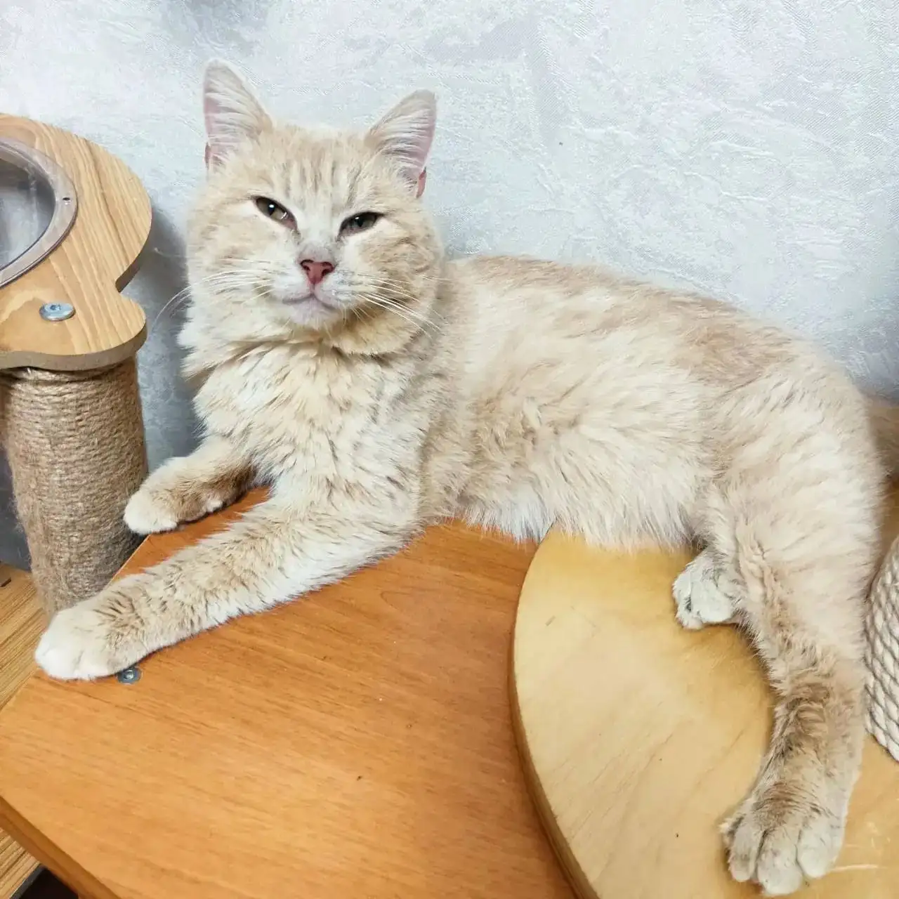 Помощь котику Гуффи в лечении остеомиелита и ВЛК - Коты (Животные) в Саратов