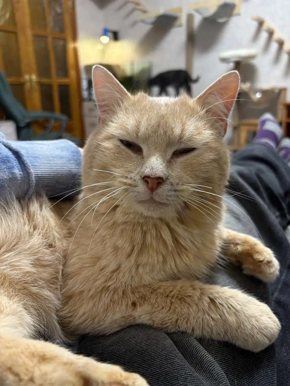 Помощь котику Гуффи в лечении остеомиелита и ВЛК - Коты (Животные) в Саратов