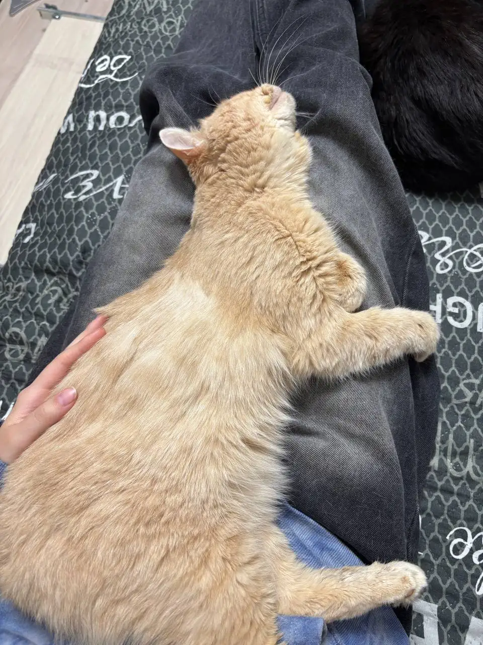 Помощь котику Гуффи в лечении остеомиелита и ВЛК - Коты (Животные) в Саратов