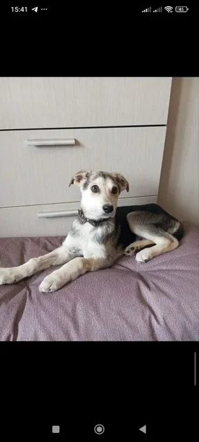 Щенок Робби ищет любящую семью - частное объявление в Саратов