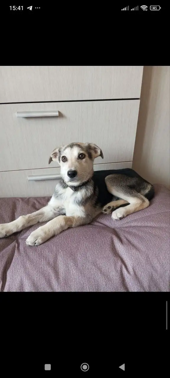 Щенок Робби ищет любящую семью - Собаки (Животные) в Саратов