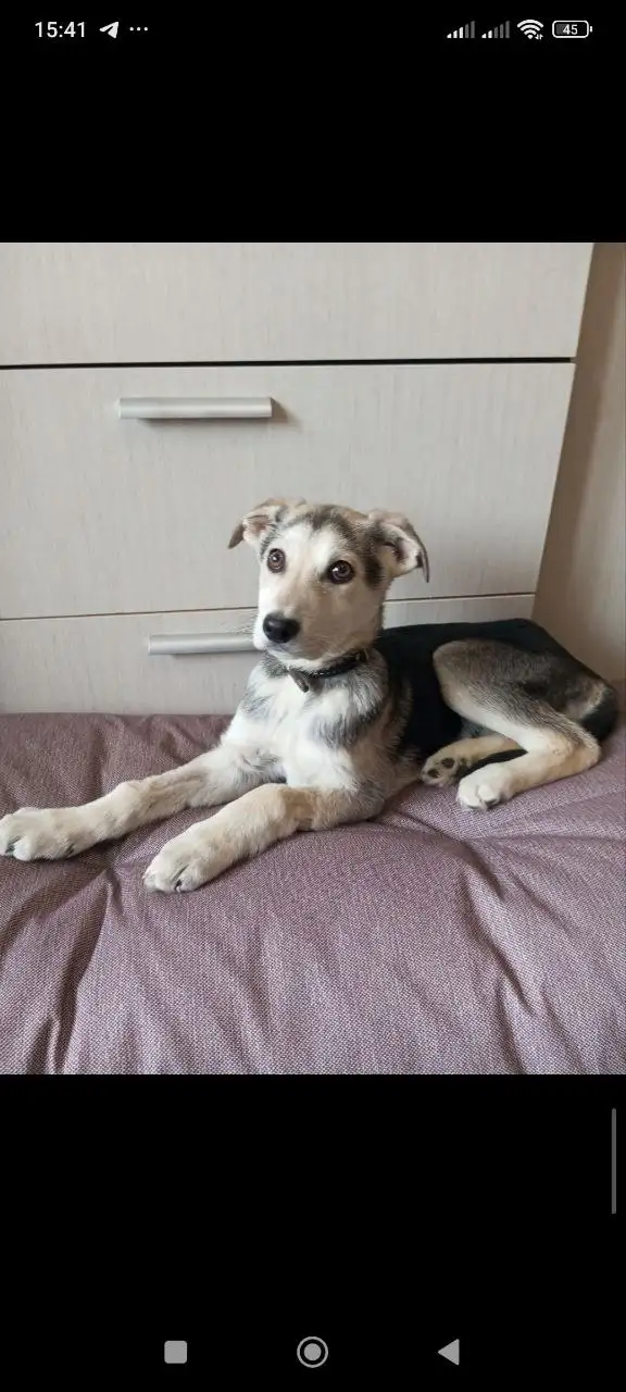 Щенок Робби ищет любящую семью - Собаки (Животные) в Саратов