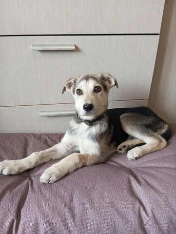 Ищет семью котёнок Робби - частное объявление в Саратов