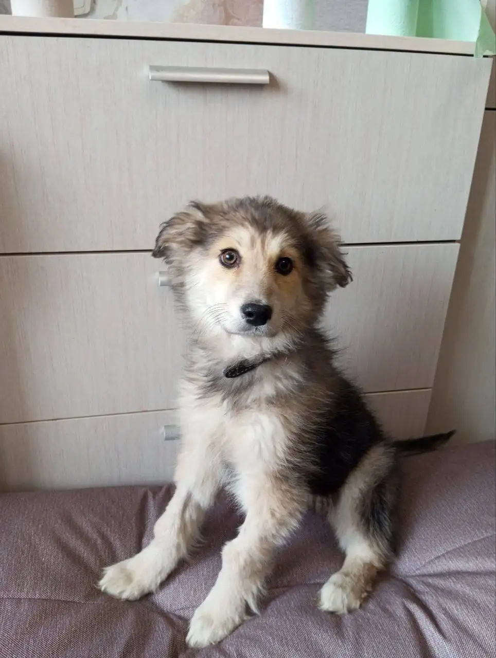 Девочка Лили ищет дом - Кошки (Животные) в Саратов