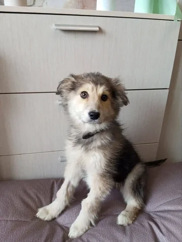 Девочка Лили ищет дом - частное объявление в Саратов