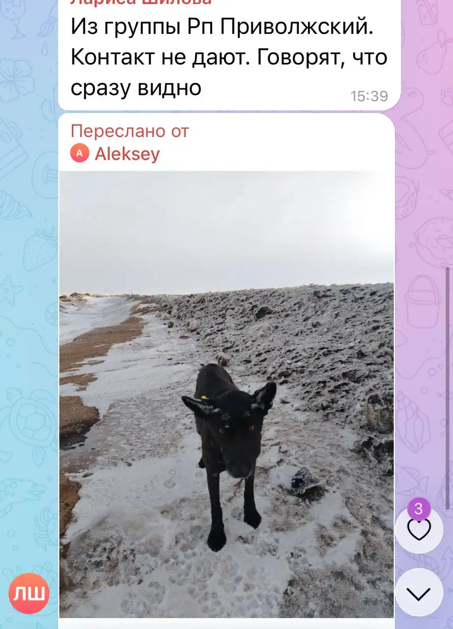 Потеряшки в Саратове - Потерянные животные (Животные) в Саратов