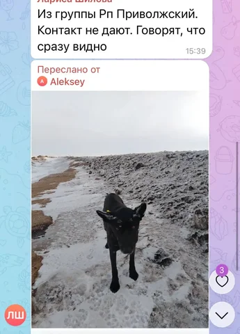 Потеряшки в Саратове - частное объявление в Саратов