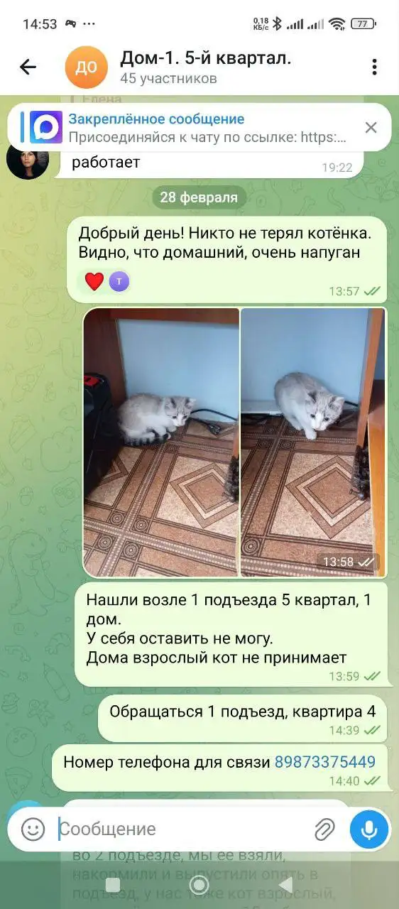 Потеряшки животных в Энгельсе - Потеряшки (Животные) в Энгельс