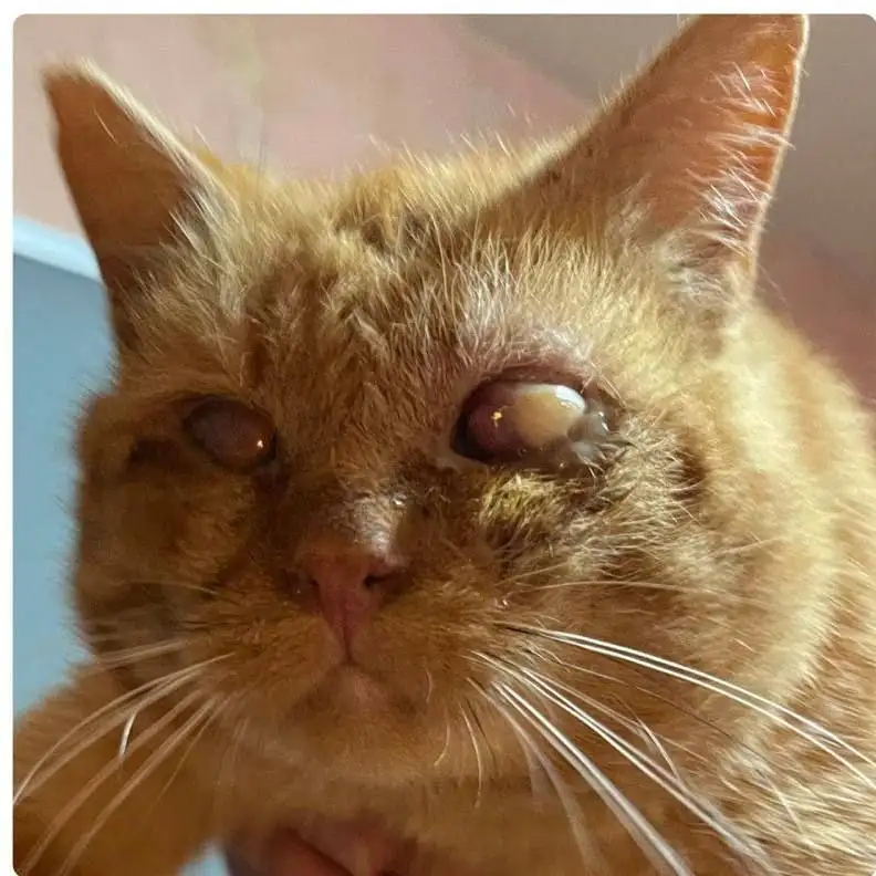 Взрослый кот Гарфилд с потерей одного глаза - Кошки (Животные) в Саратов