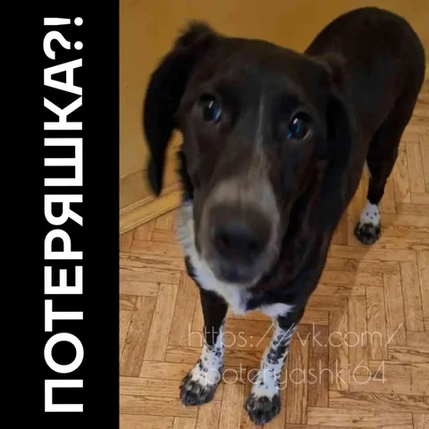 Найден молодой кобель в Саратове - частное объявление в Саратов