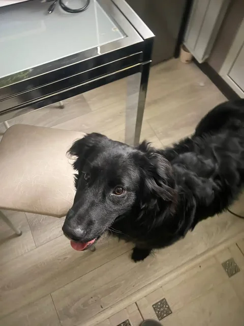 Найден пес и кот в Саратове - частное объявление в Саратов