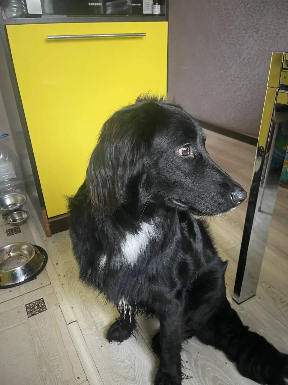 Найден пес и кот в Саратове - Потерянные/найденные (Животные) в Саратов