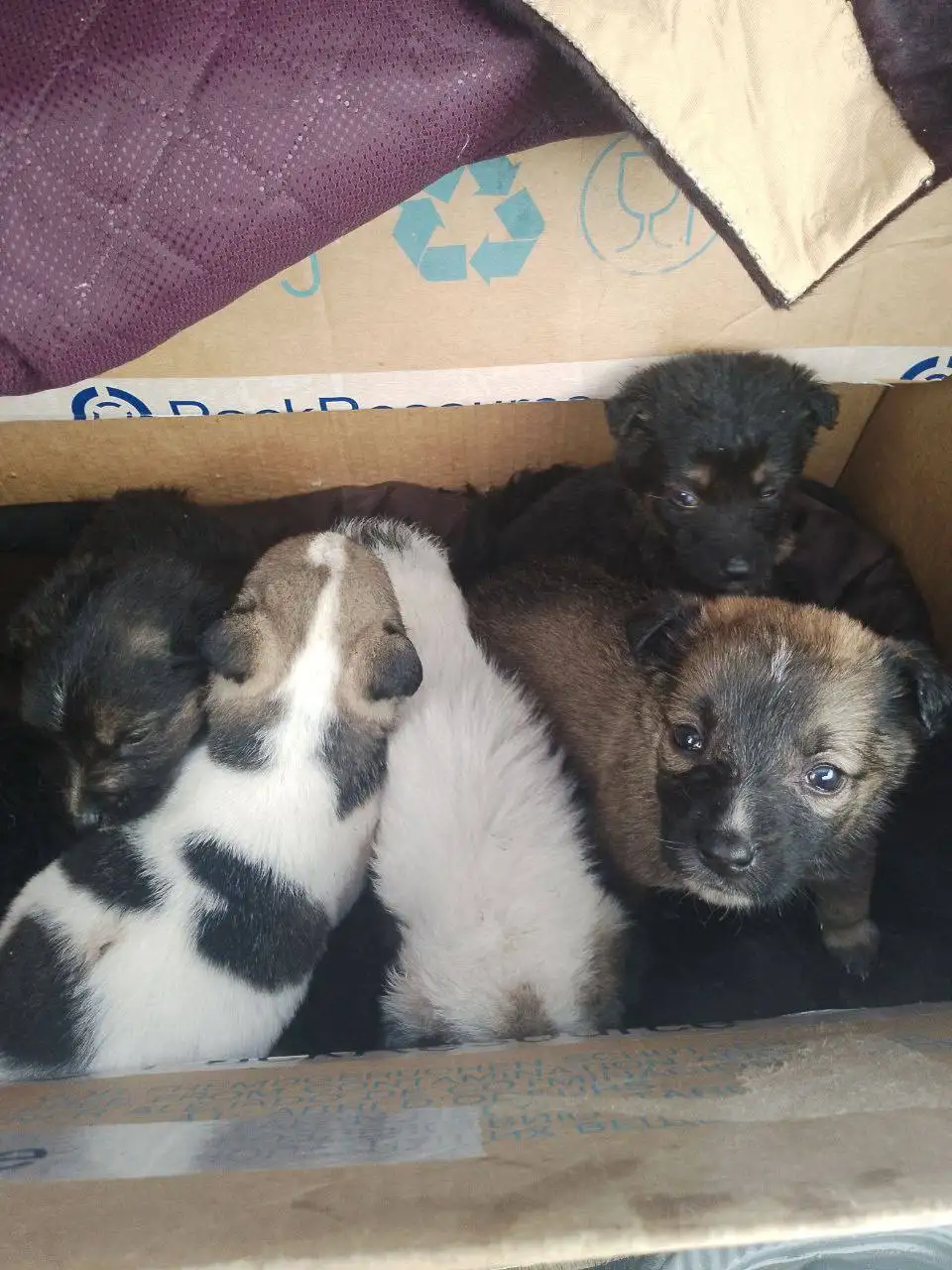 Брошенные щенки в Энгельсе нуждаются в помощи - Собаки (Животные) в Энгельс