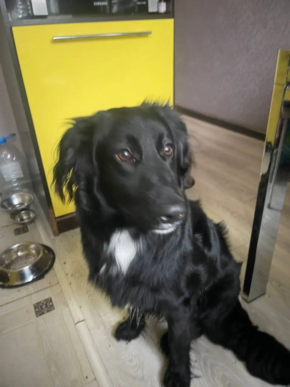 Найден пес в Саратовской области - Собаки (Животные) в Саратов