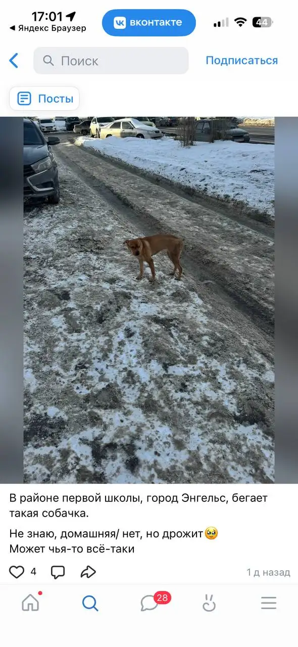 Потерянные животные в Энгельсе - Потерянные животные (Животные) в Энгельс