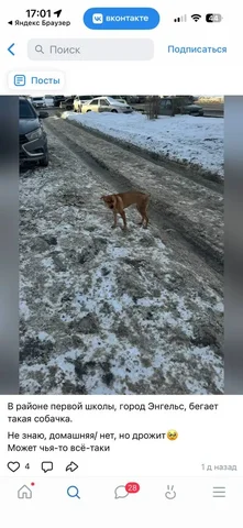 Потерянные животные в Энгельсе - Потеряшки в Энгельс