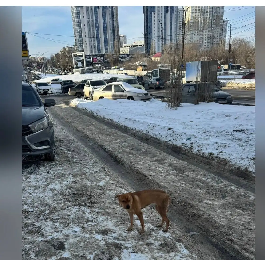 Потеряшки животных в районе Облаков, Саратов - Потерянные животные (Животные) в Саратов