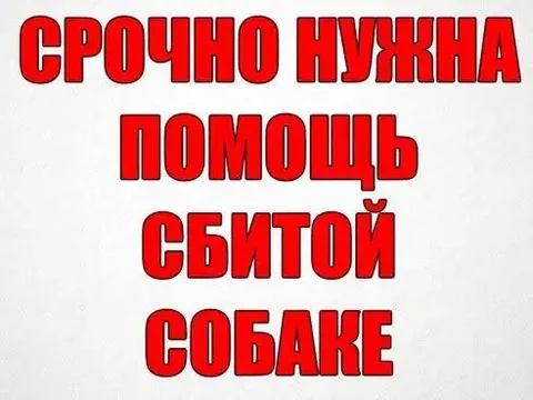 Сбитая собака в Саратове нуждается в помощи - частное объявление в Саратов