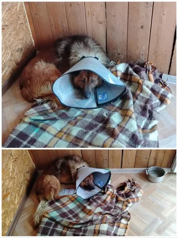 Просьба о помощи для собаки Рекс после операции в Саратове - частное объявление в Саратов