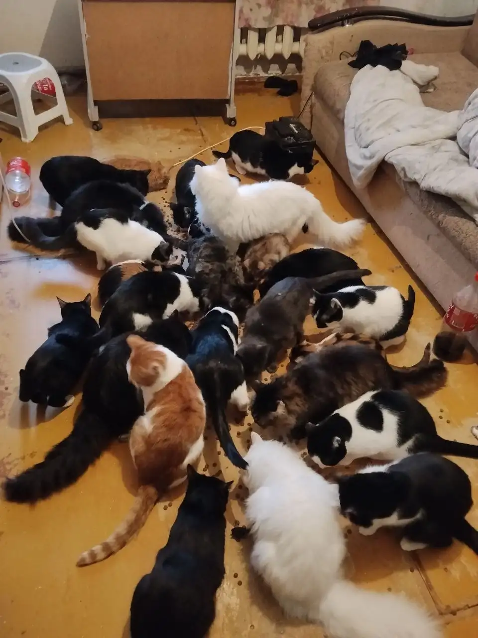 Сбор средств на стерилизацию и кастрацию кошек - Кошки (Животные) в Саратов