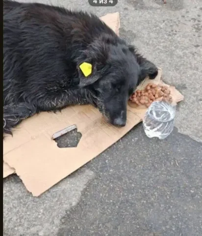 Экстренный сбор помощи для сбитой собачки - частное объявление в Саратов