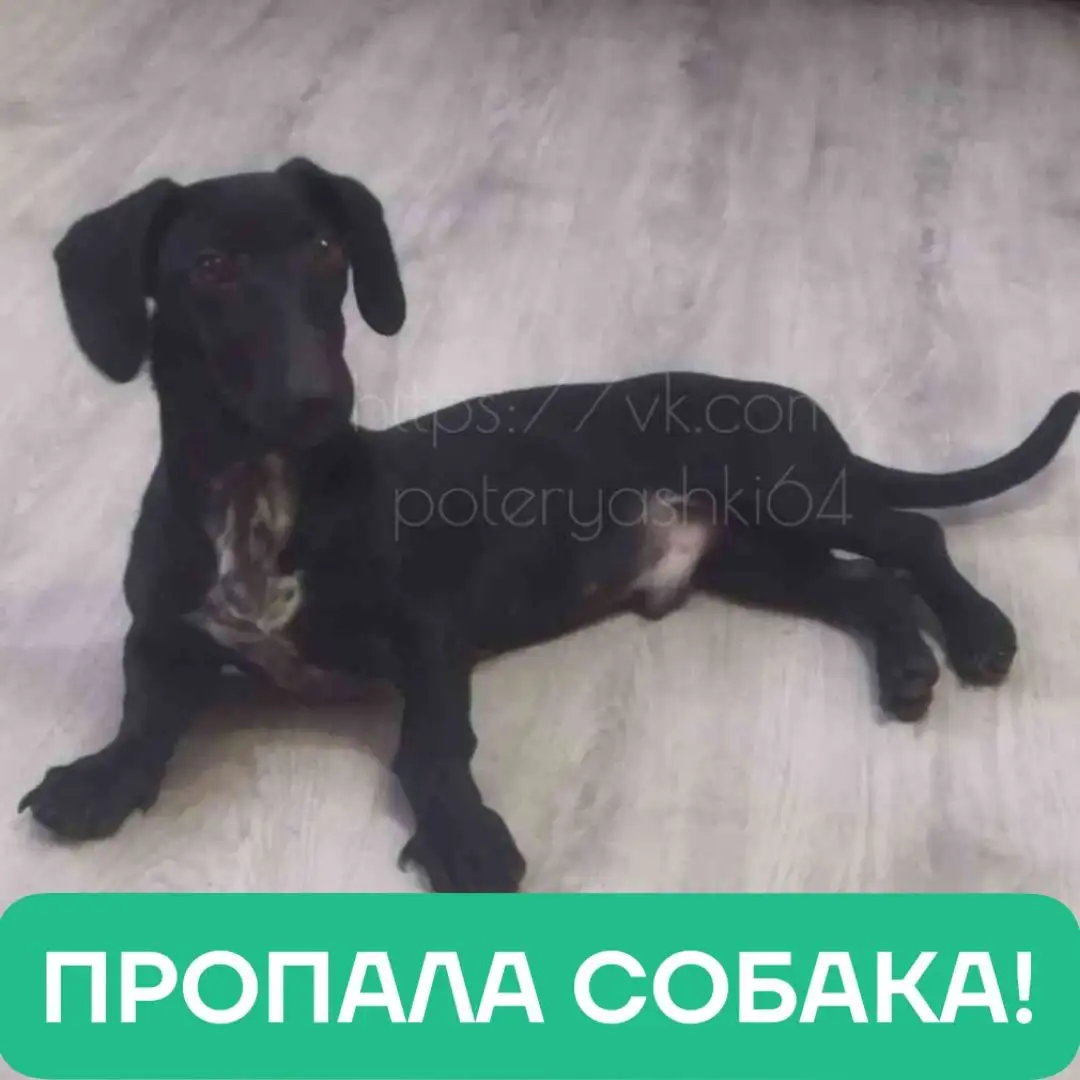 Пропала такса Кузя в Заводском районе Саратова - Собаки (Животные) в Саратов