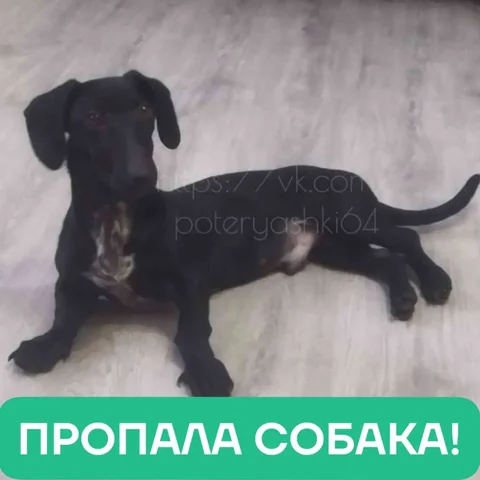 Пропала такса Кузя в Заводском районе Саратова - частное объявление в Саратов