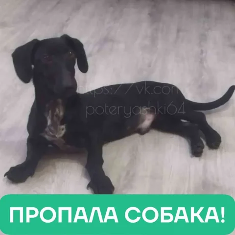 Пропала такса Кузя в Саратове, заводской район - частное объявление в Саратов