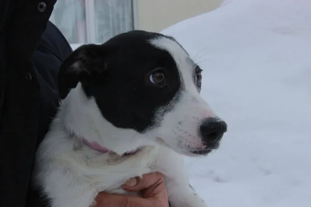 Передержка и лечение щенка Симы - частное объявление в Саратов