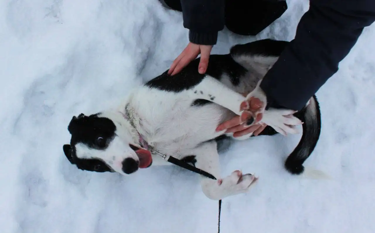 Передержка и лечение щенка Симы - Животные в Саратов