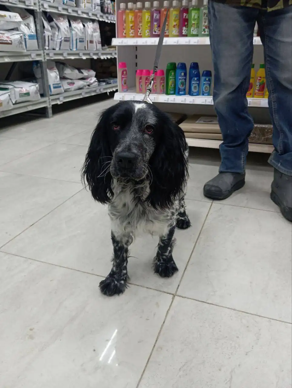 Найдена собака русский спаниель в Саратове - Собаки (Животные) в Саратов