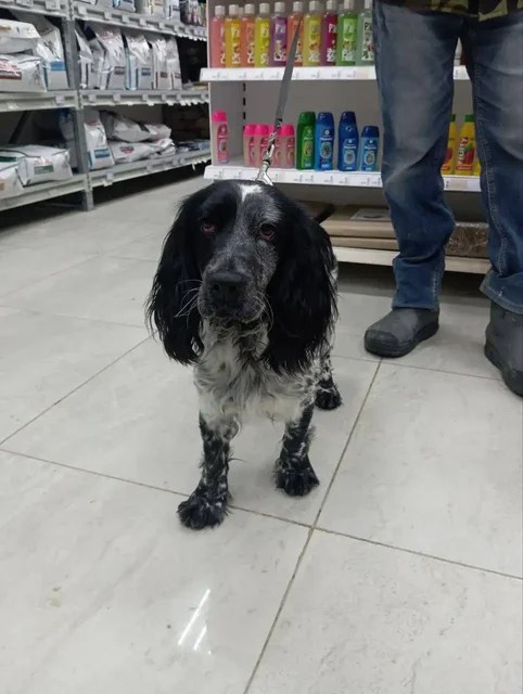 Найдена собака русский спаниель в Саратове - частное объявление в Саратов