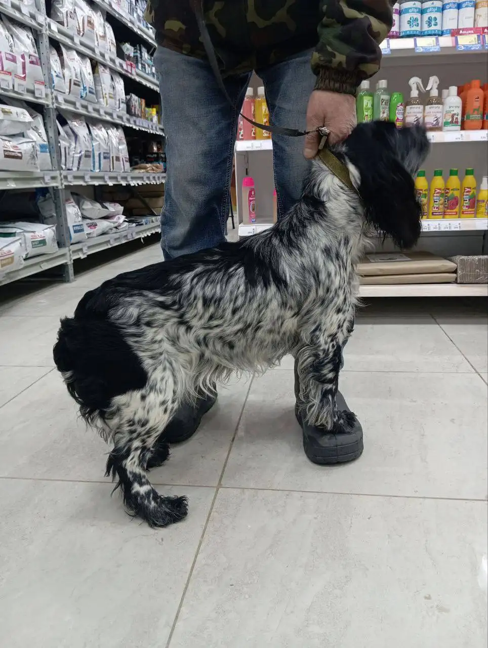 Найдена собака русский спаниель в Саратове - Собаки (Животные) в Саратов