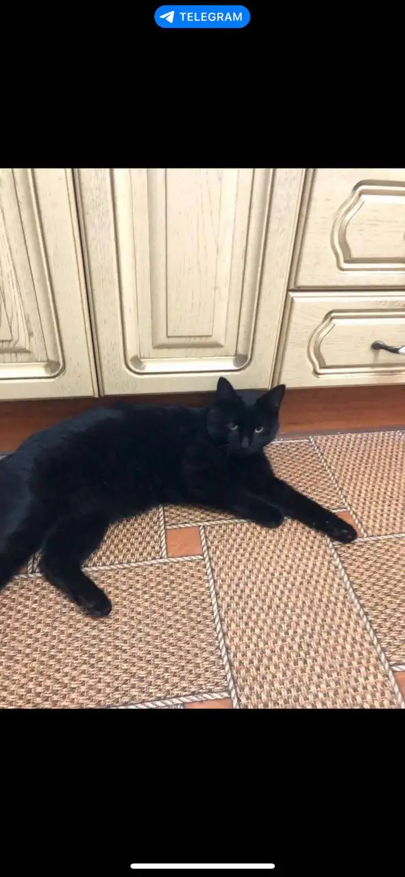 Стерилизованная кошка ищет дом - Кошки (Животные) в Саратов