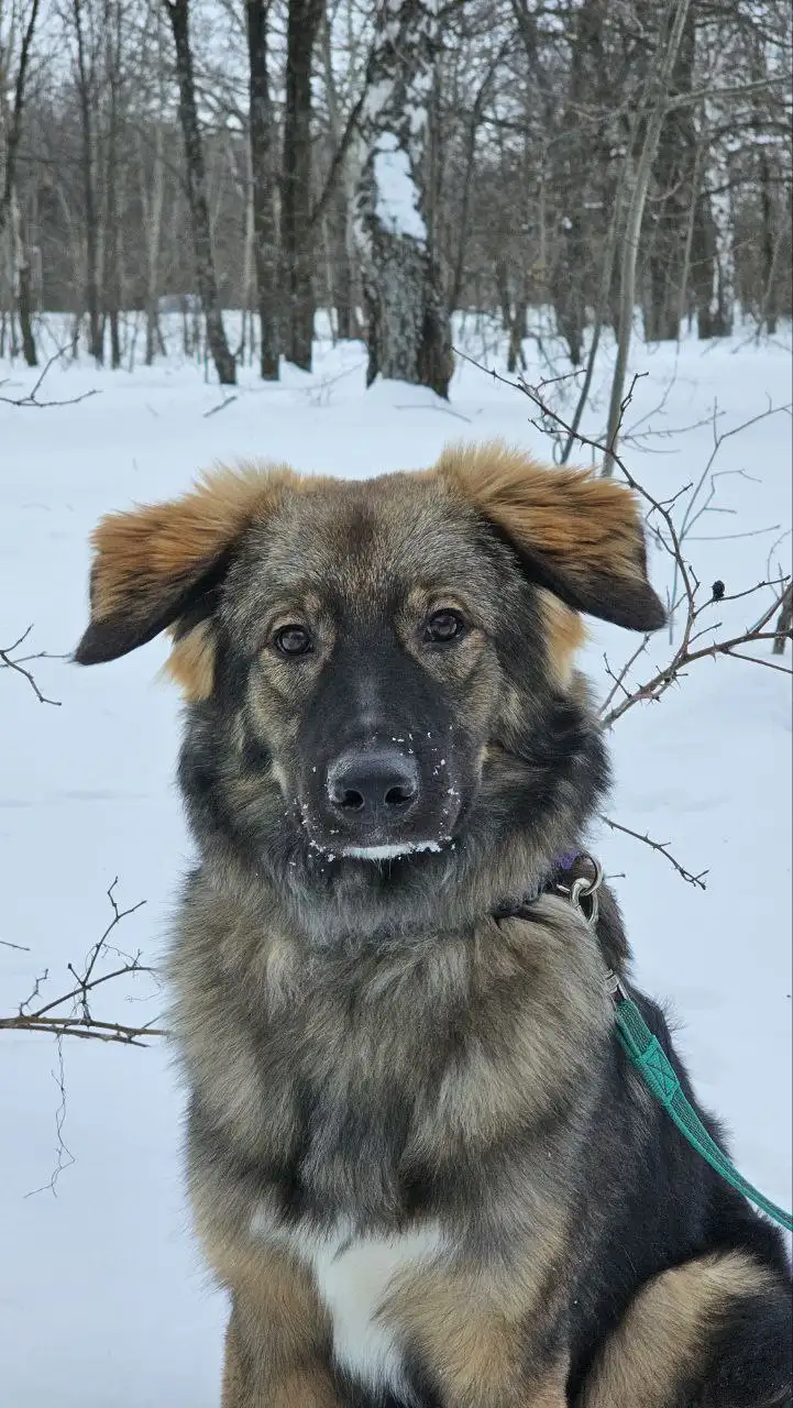 Сбор средств на передержку для собаки Бруно - Передержка (Животные) в Саратов