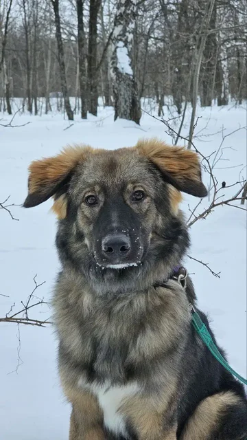 Сбор средств на передержку для собаки Бруно - Передержка/Лечение в Саратов