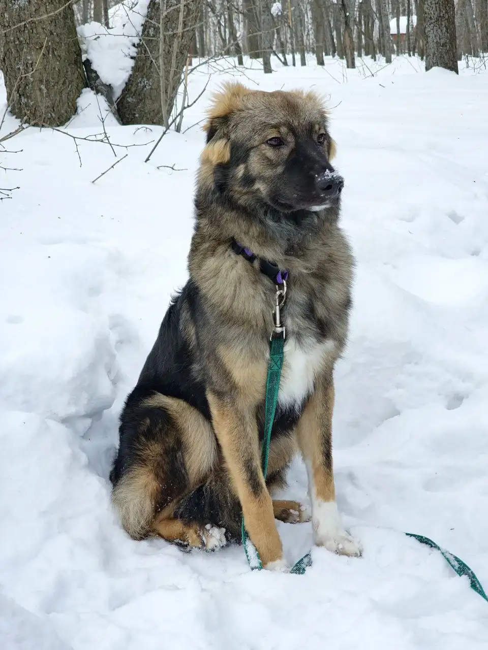 Сбор средств на передержку для собаки Бруно - Передержка (Животные) в Саратов