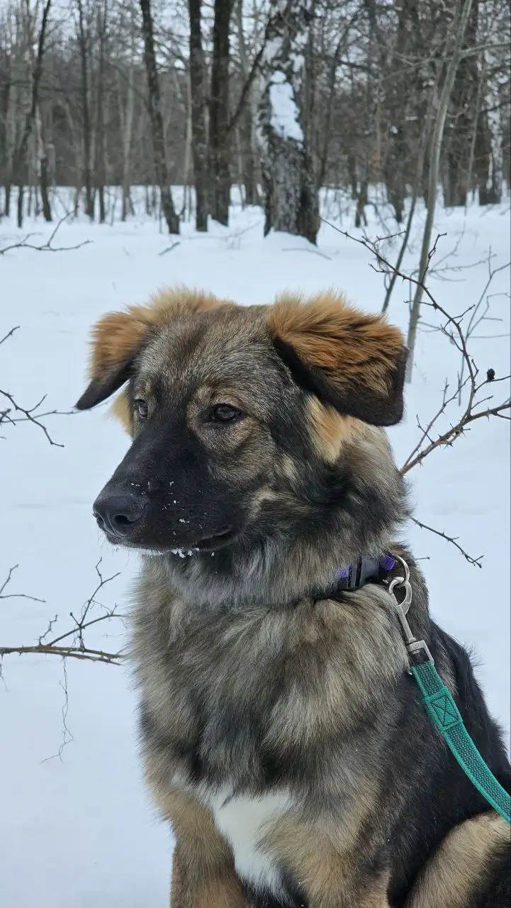 Сбор средств на передержку для собаки Бруно - Передержка (Животные) в Саратов